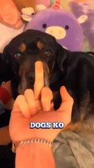 Dont Do This With Dogs