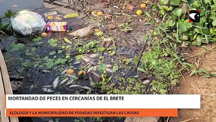 Mortandad de peces en cercanías de El Brete