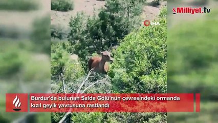 Heyecanlandıran an! Salda Gölü çevresinde ilk kez görüntülendi