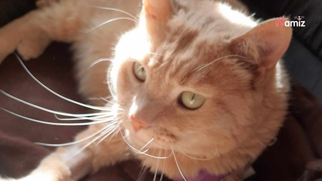 Trouvé errant avec une plaie qui ne se refermait pas, ce chat est un mystère pour les vétérinaires