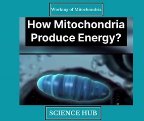Working of Mitochondria