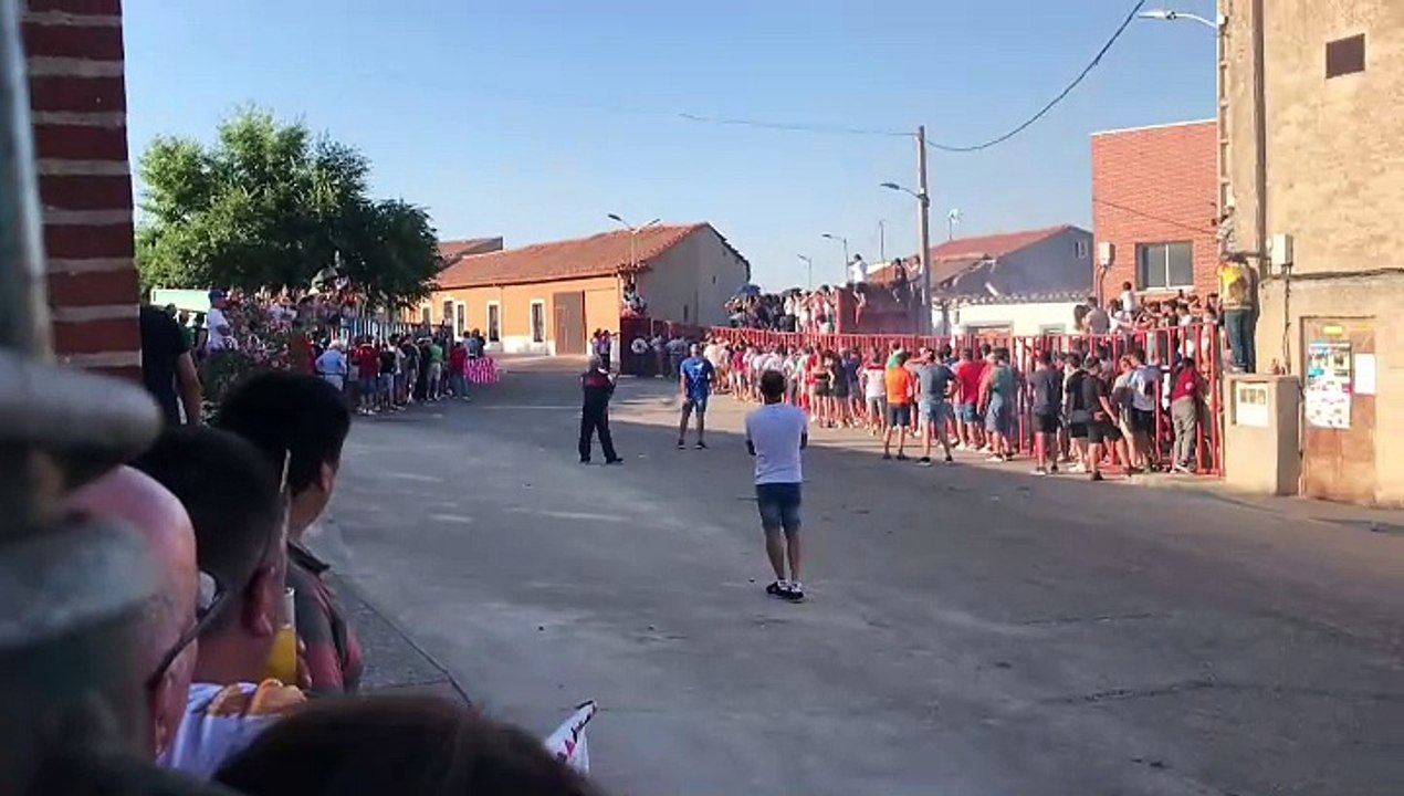 Toro de Santiago 2024 - El Carpio (Valladolid)