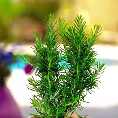 mini-cultures. Cultiver sans jardin