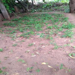 दो साल के बाद मिलेंगे नीम, जामुन व पीपल के मजबूत व सुदृण पौधे