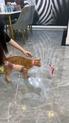 Cat very interesting video upload