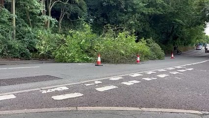 A fallen tree in Telford