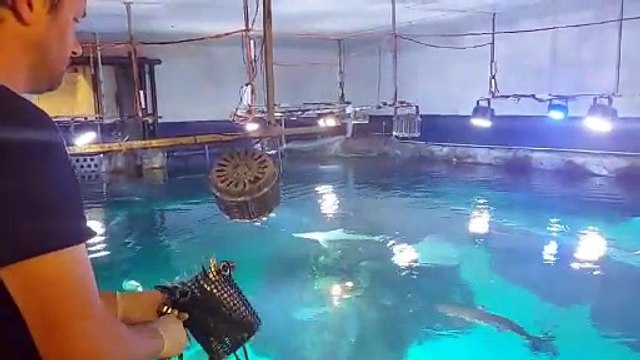 18 kilos de poissons sont nécessaires pour le repas des requins de l'Aquarium de Biarritz