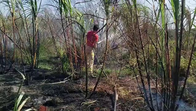 Incêndio nas margens da Rodovia BR-369 em Cascavel mobiliza Corpo de Bombeiros