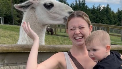 Birthday farm visit turns funny as llama decides to snack on mom's hair