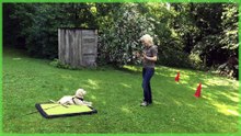 puppy training course