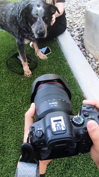 Conoce a Bentley, el perrito en adopción en la San Diego Humane Society