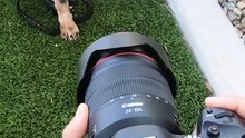 Conoce a Bentley, el perrito en adopción en la San Diego Humane Society