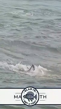 Crazy Osprey almost drowns trying to lift big fish from the ocean. #bird #birds #ospreys #eagle