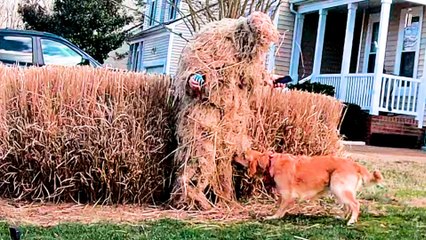 Golden Retriever Loves Playing Extreme Hide and Seek