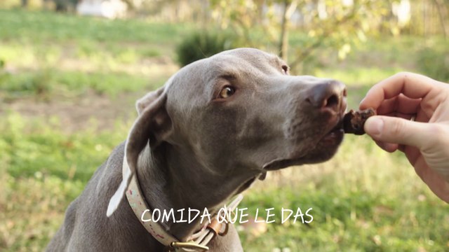ALIMENTACIÓN PARA UNA VIDA LARGA Y SALUDABLE I PERROS Y GATOS I DIETA NATURAL COCIDA I BARF