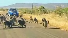 Leopard has all-out Brawl With 50 Baboons