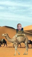 #camel desert