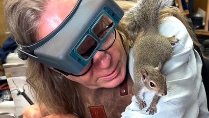 Orphaned Squirrel Goes To Work With His Human Dad