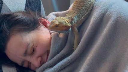 Woman Rescues A Bearded Dragon Thinking He Will Be Calm And Mellow...