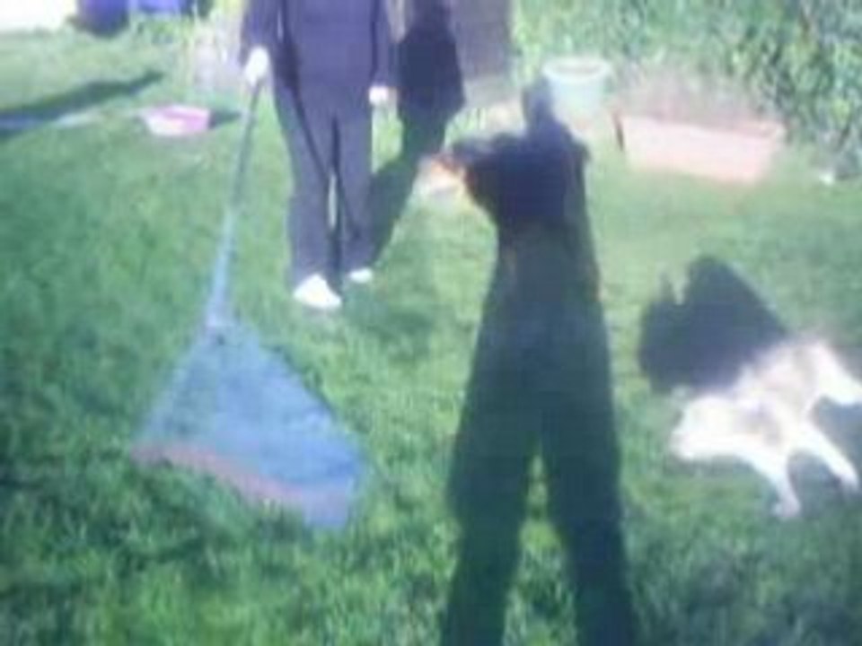 Vidéo dixi et louna1