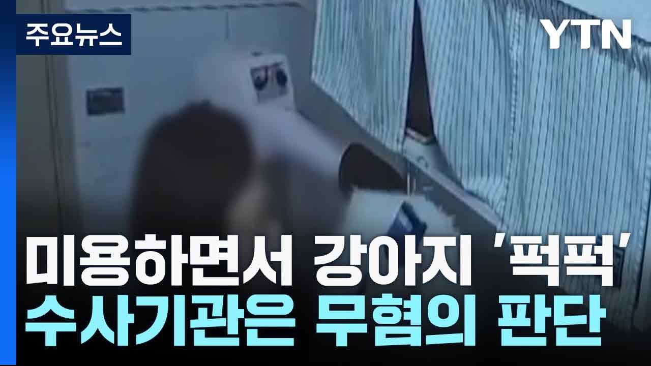 [제보는Y] 미용하면서 강아지 '퍽퍽'...수사기관은 무혐의 판단 / YTN