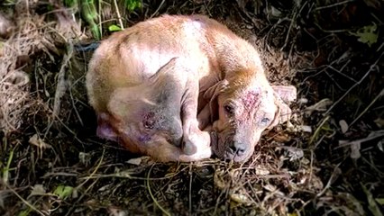 Woman On Motorcycle Stops For Abandoned Dog