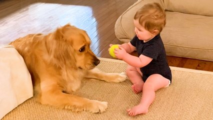 Golden Retriever Can't Wait To Play Fetch With Baby Brother