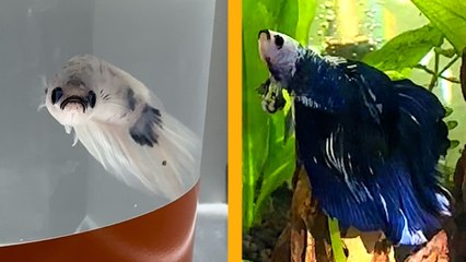 Tiny Pale Fish Completely Changes Color