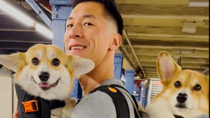 Introverted Corgi Is Happiest Playing Fetch By Himself