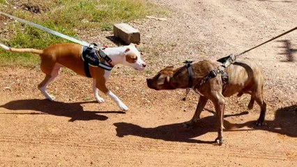 Two Skinny Pitties Reunite A Year After Rescue