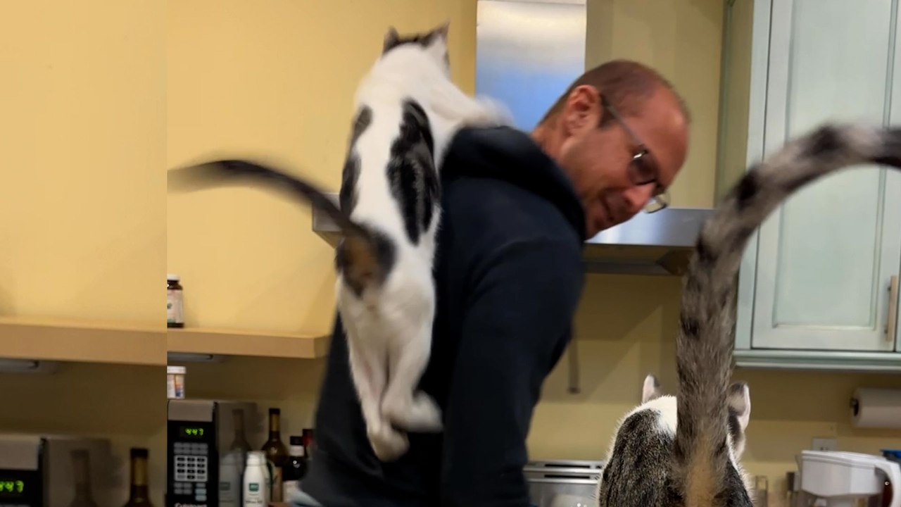 Guy Builds Themed Cat Patios