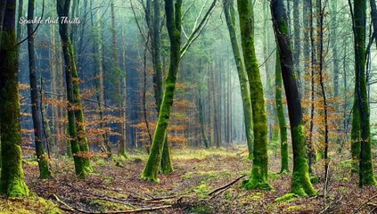 1 Hour Relaxing Music for Meditation, Yoga, Zen & Stress Relief
