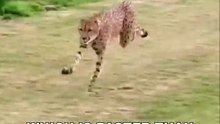 Cheetah - The Fastest Animal On Earth
