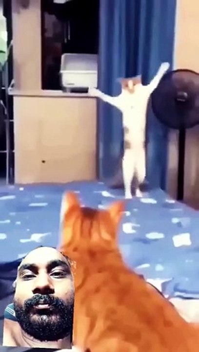 Patli_Kamariya_Mori_Hai_Hai___Funny_Cats_____@kiransanjivani__#shorts_#youtubeshorts_#ytshorts_#cat(360p)