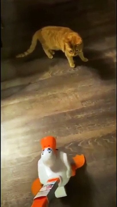 Afraid_Funny_cat_from___Viral_Catty_#ceo_of_cat_meme(360p)