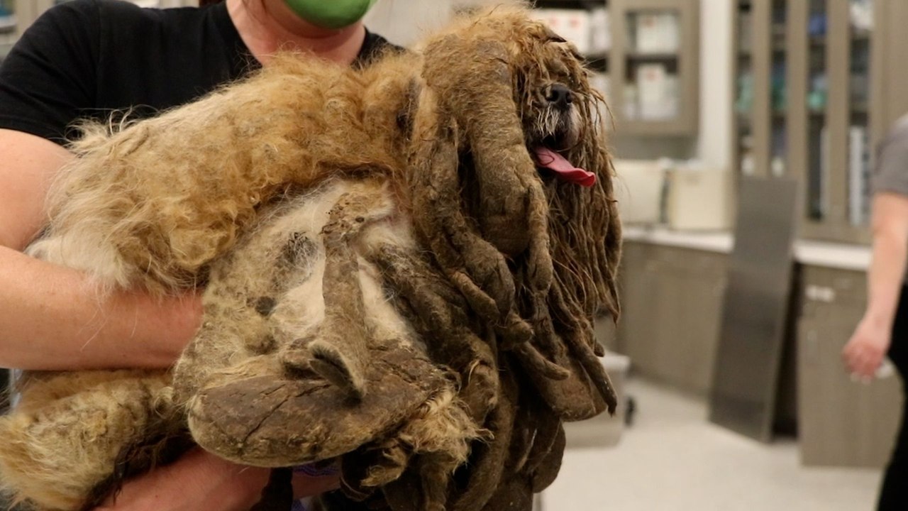 Extremely Matted Dog Transforms To The Cutest Pup
