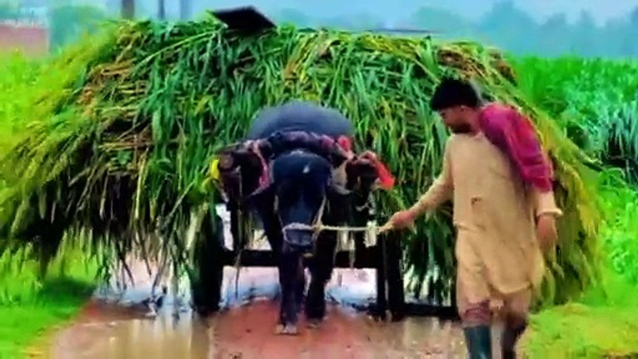 Pakistan tours | village life in Pakistan | gaon de Zindagi | dehat ke Zindagi | khoobsurat manzar gaon ka