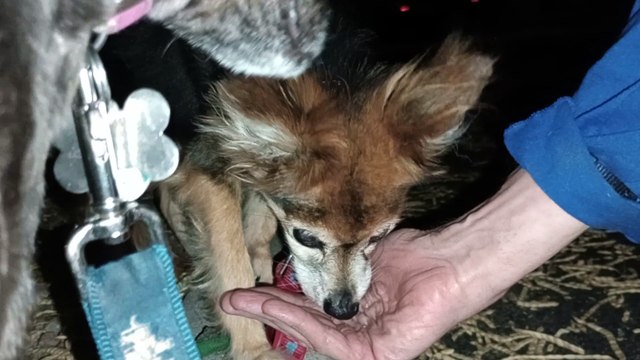 Ozzyta Villanova Paco; Paco saw 2 big doggies ~25ft away. I held him reassuring him 2not go crazy VID_20240803_204956122