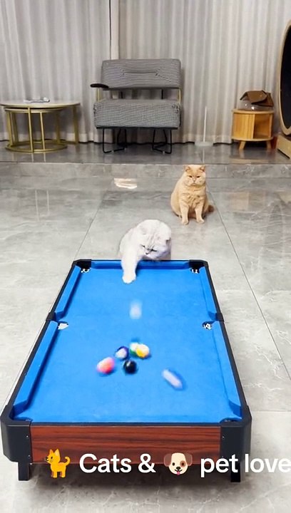 Cats play