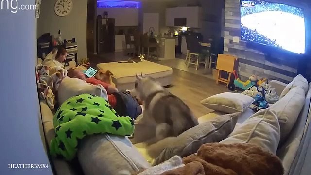 Huskies are the Ultimate Drama Queens! Funny Animals Videos 2024