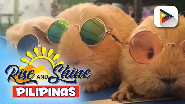 Pets' Day | Guinea pig