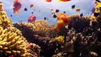 Journey Through the Currents: An Underwater Adventure