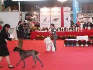 junior handling limoges 2008