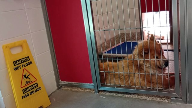 Roane 3y A836063 Amelia 2y A845287 kennel 57 pod 3 PACC shelter VID_20240804_133437789