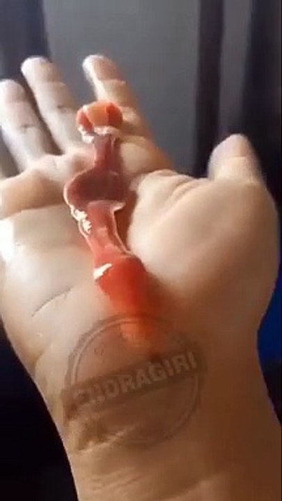 Menggelikan