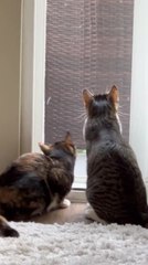 Cat Wobbles Head Side to Side While Looking out of Window