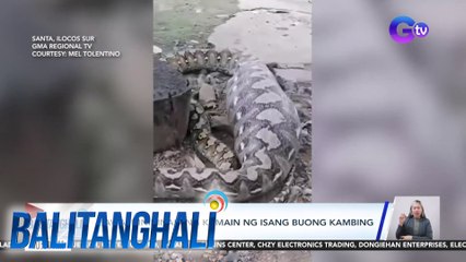 Sawa, hinihinalang kumain ng isang buong kambing | Balitanghali