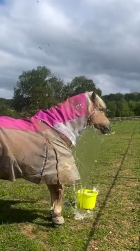 Horse Drops Water Bucket and Gets Scared by the Splashing Water