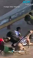 NSW inquiry into greyhound racing: How did we get here?