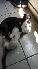  Pernanca y Bombay Jugando en el Piso y Bajo la Cama ️ | Amigos Felinos ❤️